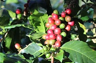 Chirosos de San Carlos '26