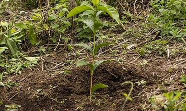 Natural Guamo - single origin coffee